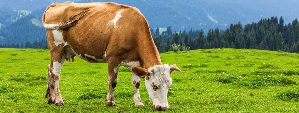 Why Grass-Fed (& Grass-Finished) Meat is Better for You