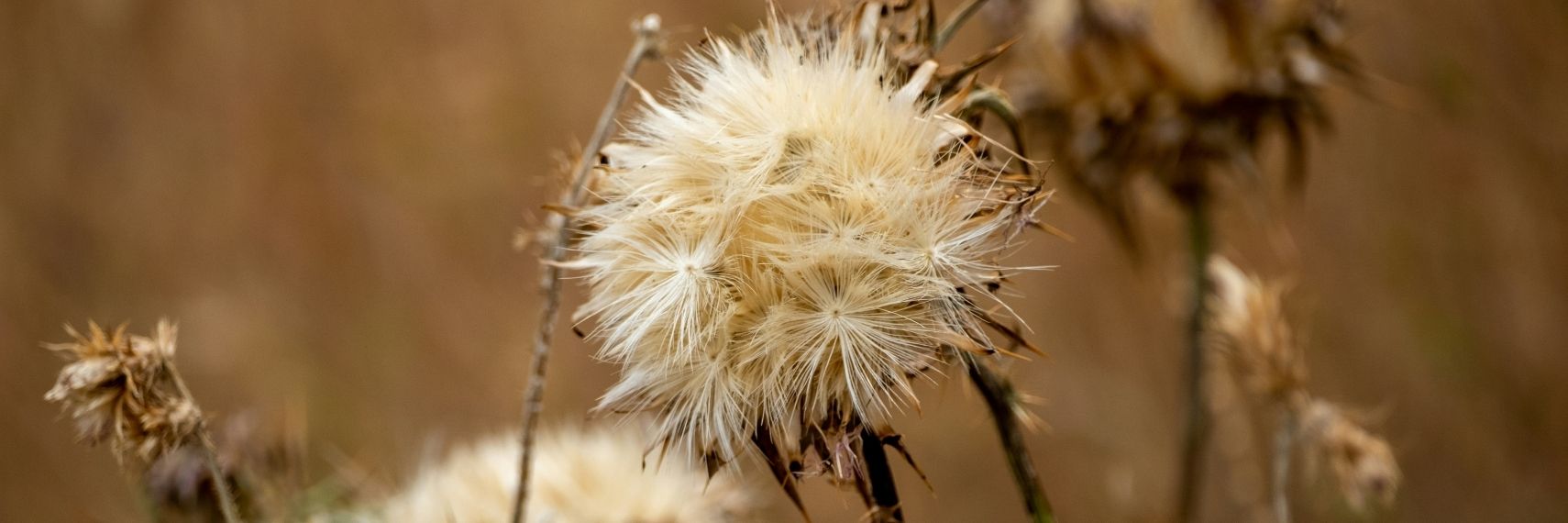 close up shot of a wilting flower