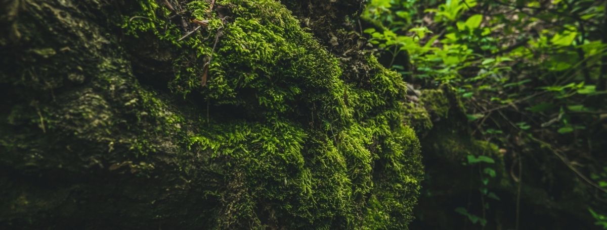 Mindlife Diet, Brain Health & Microbiome Link