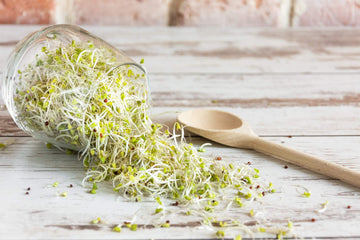 Boost Your Health with Broccoli Sprouts: The Top Benefits and Uses