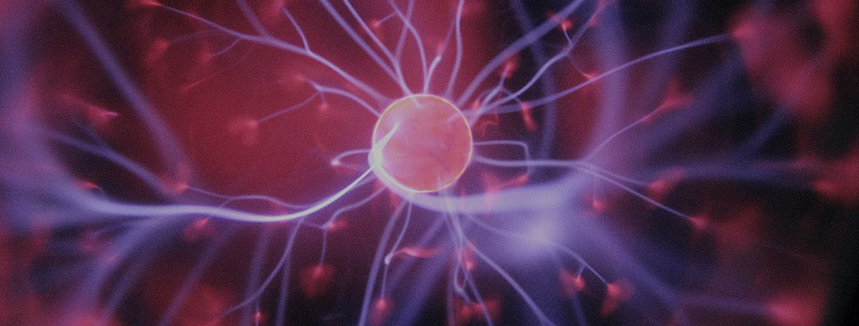 ketogenic diet vitamin D dopamine