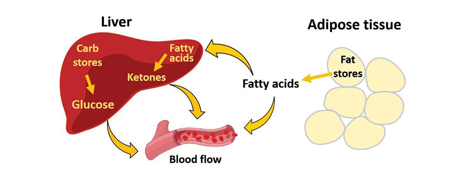 Ketogenic Diet