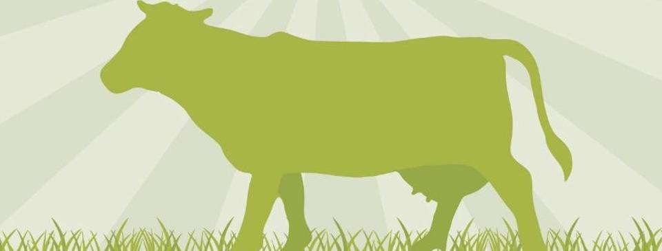 Grass Fed Beef Guide Australia 