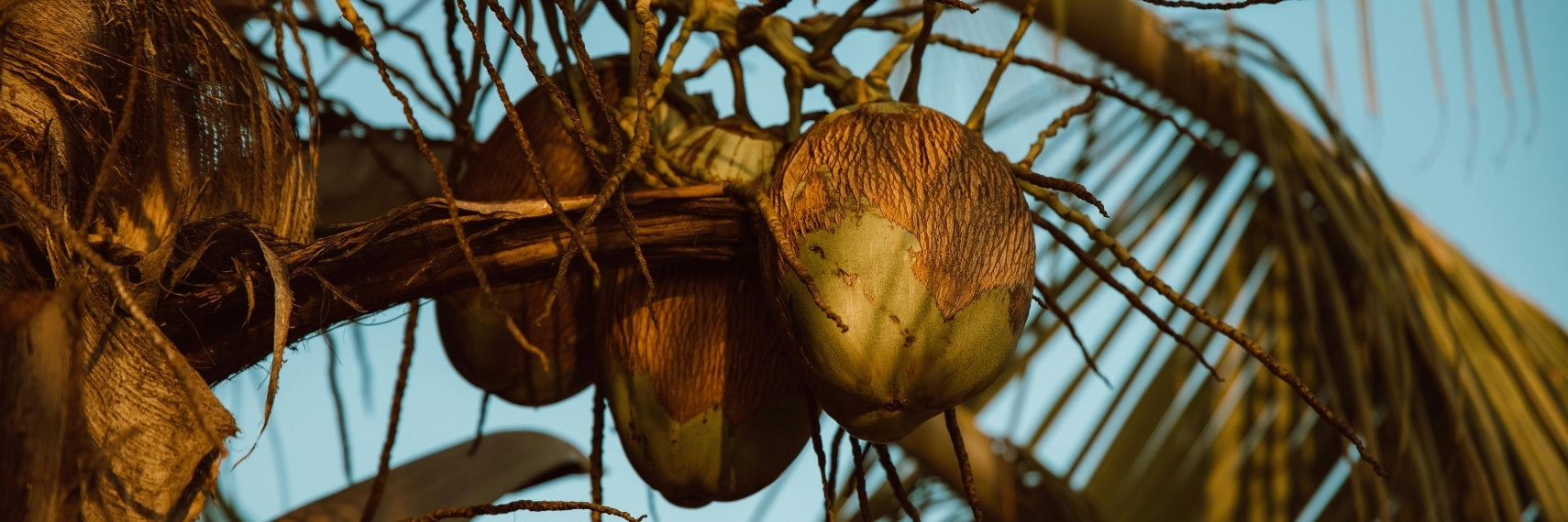 coconuts on a tree