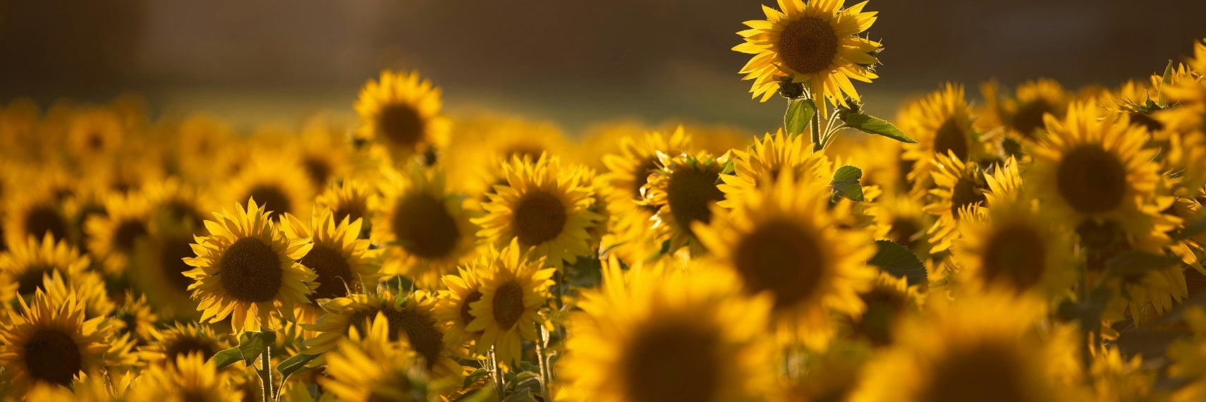 sunflower field during sunset