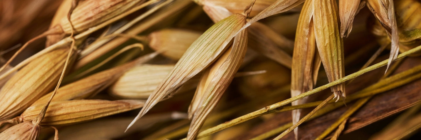 corn stalks close up