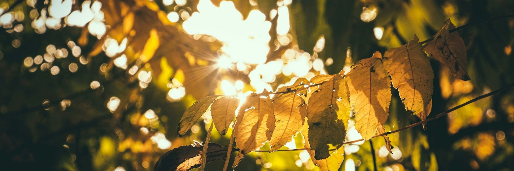 Bright sun peeking through green leaves
