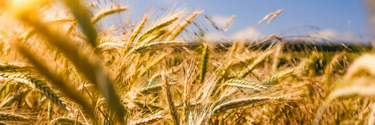 Close up view of a wheat field
