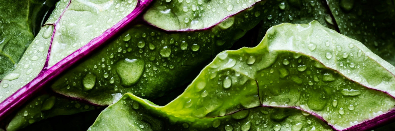 Close-up of beetroot leaves