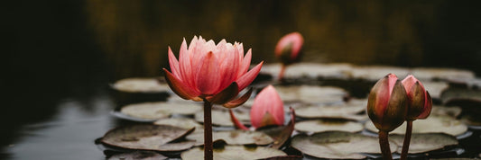 Lotus flowers in water