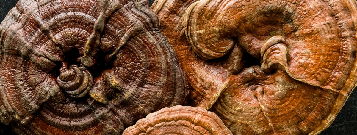 Biohacking Weekly: Mitochondria Transplants, Functional Mushrooms and Neuroplasticity