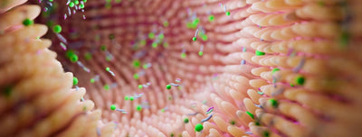 The Impact of Akkermansia Muciniphila Probiotic on Human Health