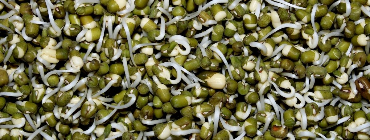 Broccoli Sprouts and Supplement Absorption Research