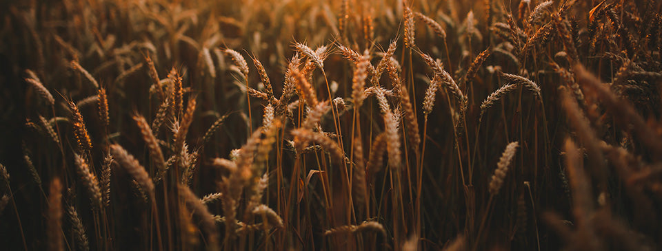 what is gluten