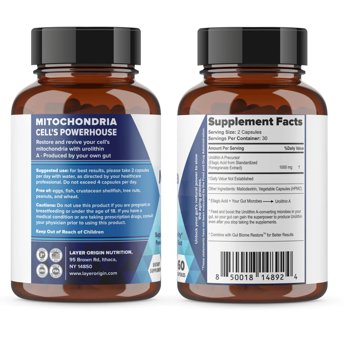 Layer Origin Mitochondria Australia